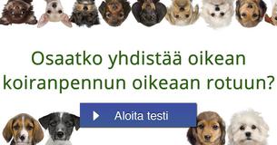 Osaatko yhdistää oikean koiranpennun oikeaan rotuun?