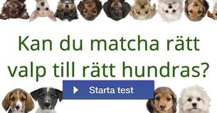 Kan du matcha rätt valp till rätt hundras?