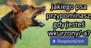 Jakiego psa przypominasz, gdy jesteś wkurzony/-a?