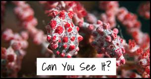 Real or Fake: Is There An Animal Hiding In These Images?