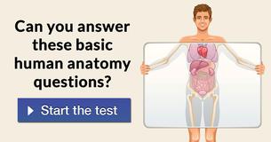 Can You Answer These Basic Human Anatomy Questions?