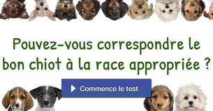 Pouvez-vous correspondre le bon chiot à la race appropriée ?