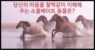 당신의 마음을 찰떡같이 이해해 주는 소울메이트 동물은?