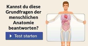 Kannst Du diese Grundfragen der menschlichen Anatomie beantworten?