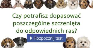Czy potrafisz dopasować poszczególne szczenięta do odpowiednich ras?