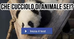 Che cucciolo di animale sei?