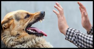Can We Guess What Kind of Dog You Have After These 10 Personality Questions?