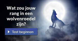 Wat zou jouw rang in een wolvenroedel zijn?