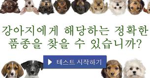 강아지에게 해당하는 정확한 품종을 찾을 수 있습니까?