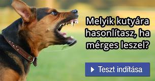 Melyik kutyára hasonlítasz, ha mérges leszel? 