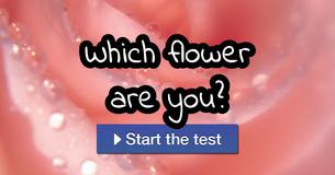 Which Flower Are You?