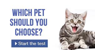 Which pet should you choose?