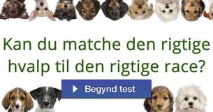 Kan du matche den rigtige hvalp til den rigtige race?
